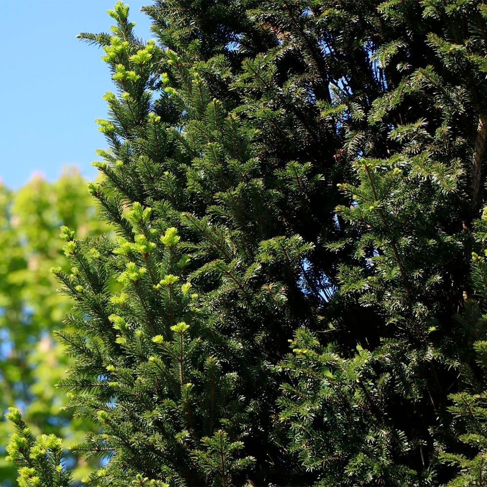 Превью изображения