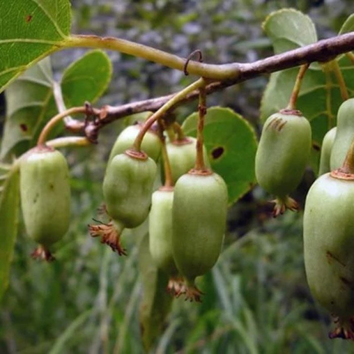 Превью изображения