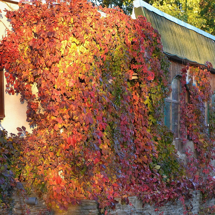 Превью изображения