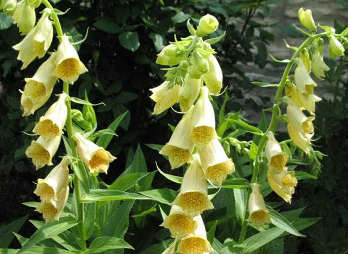 Превью изображения