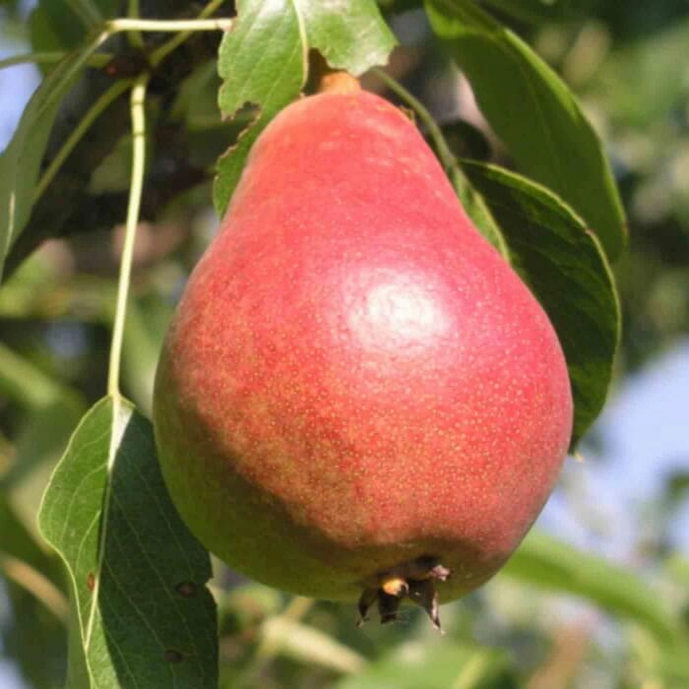 Превью изображения