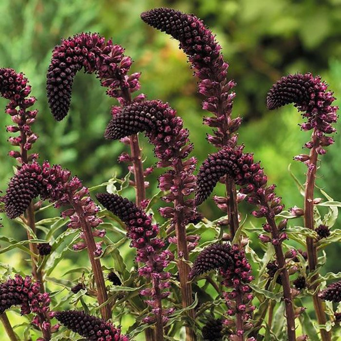 Превью изображения