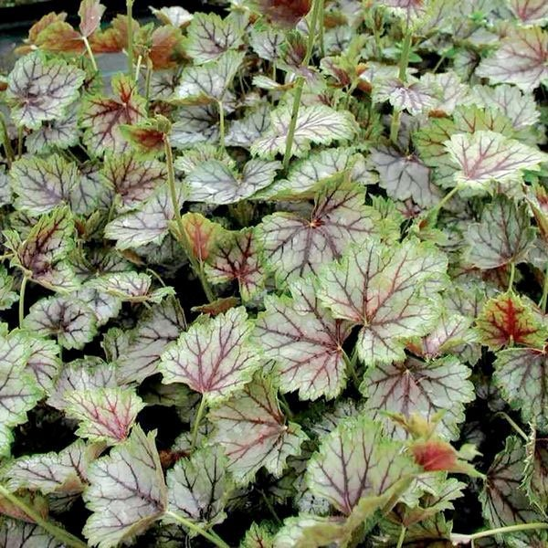 Превью изображения