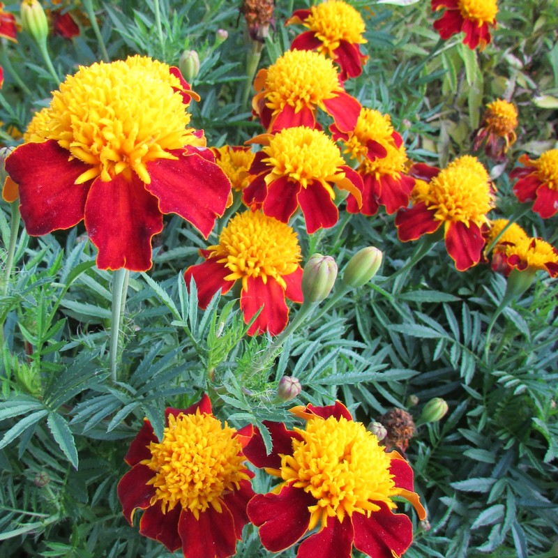 Превью изображения