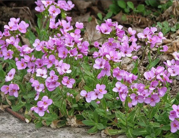 Превью изображения