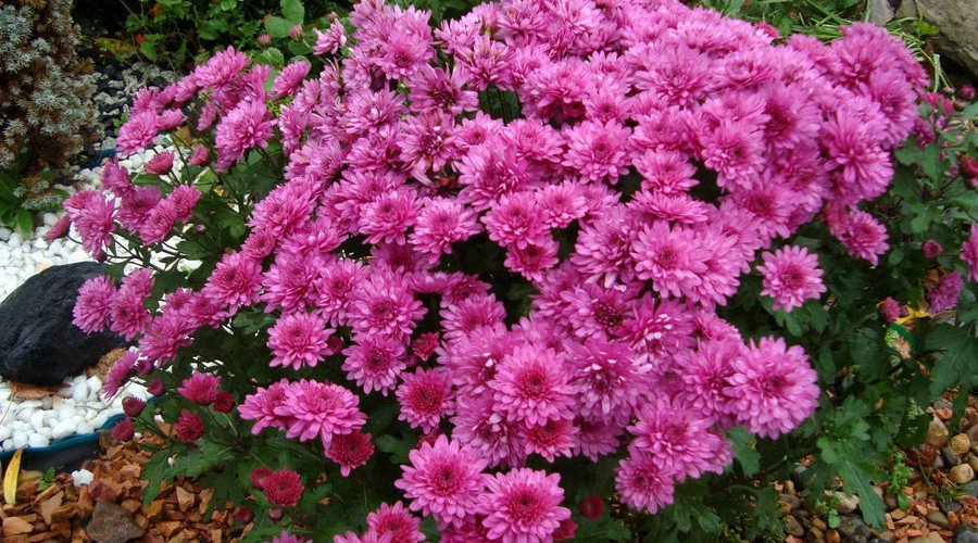 Превью изображения