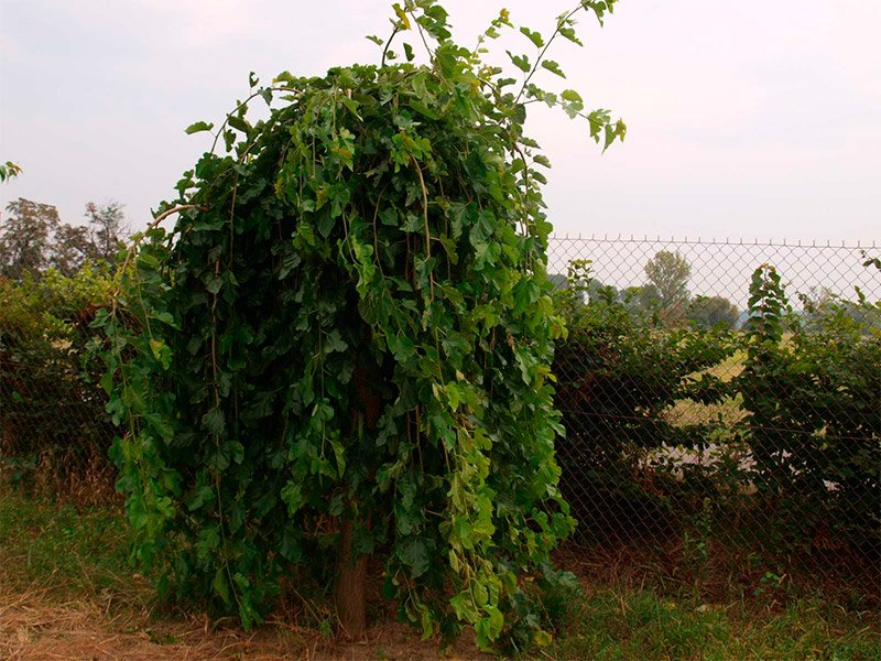 Превью изображения