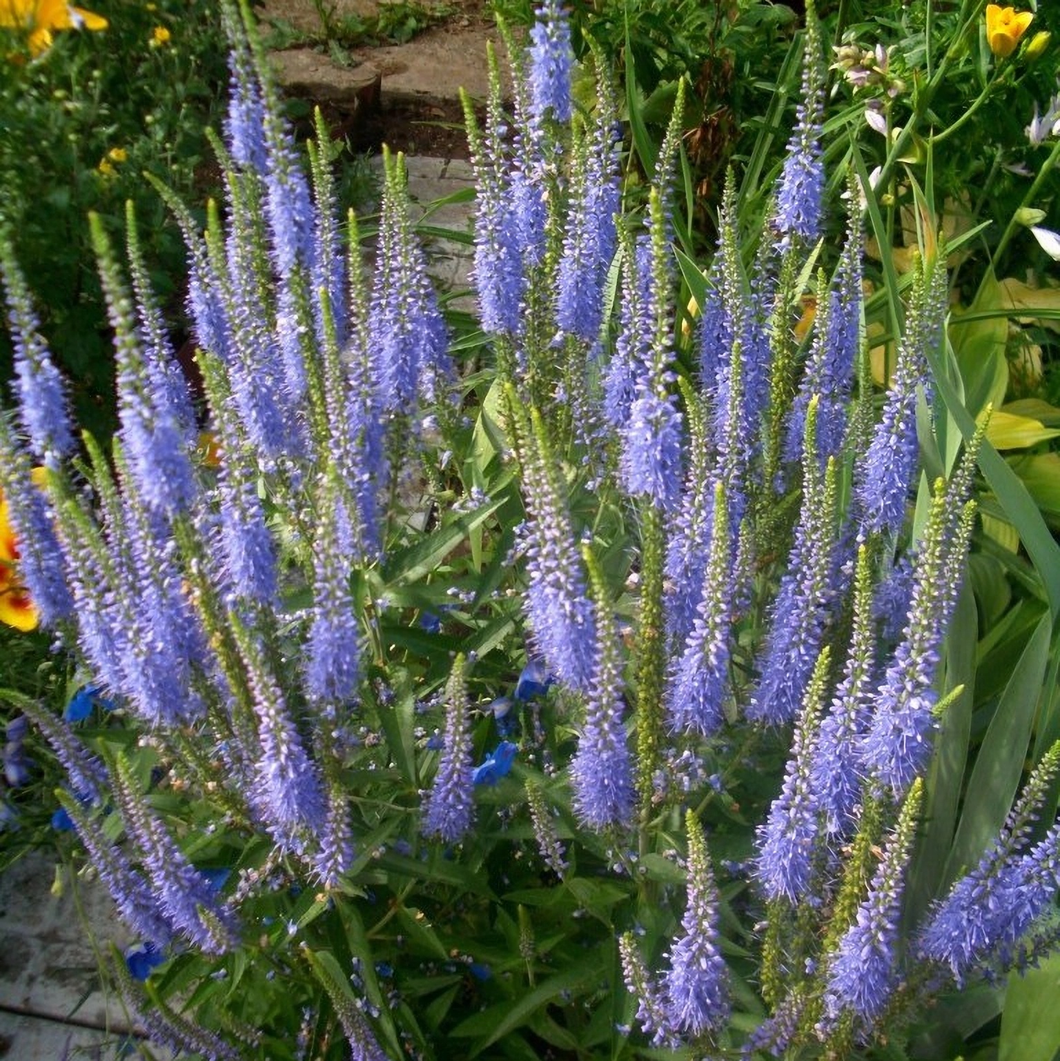 Превью изображения