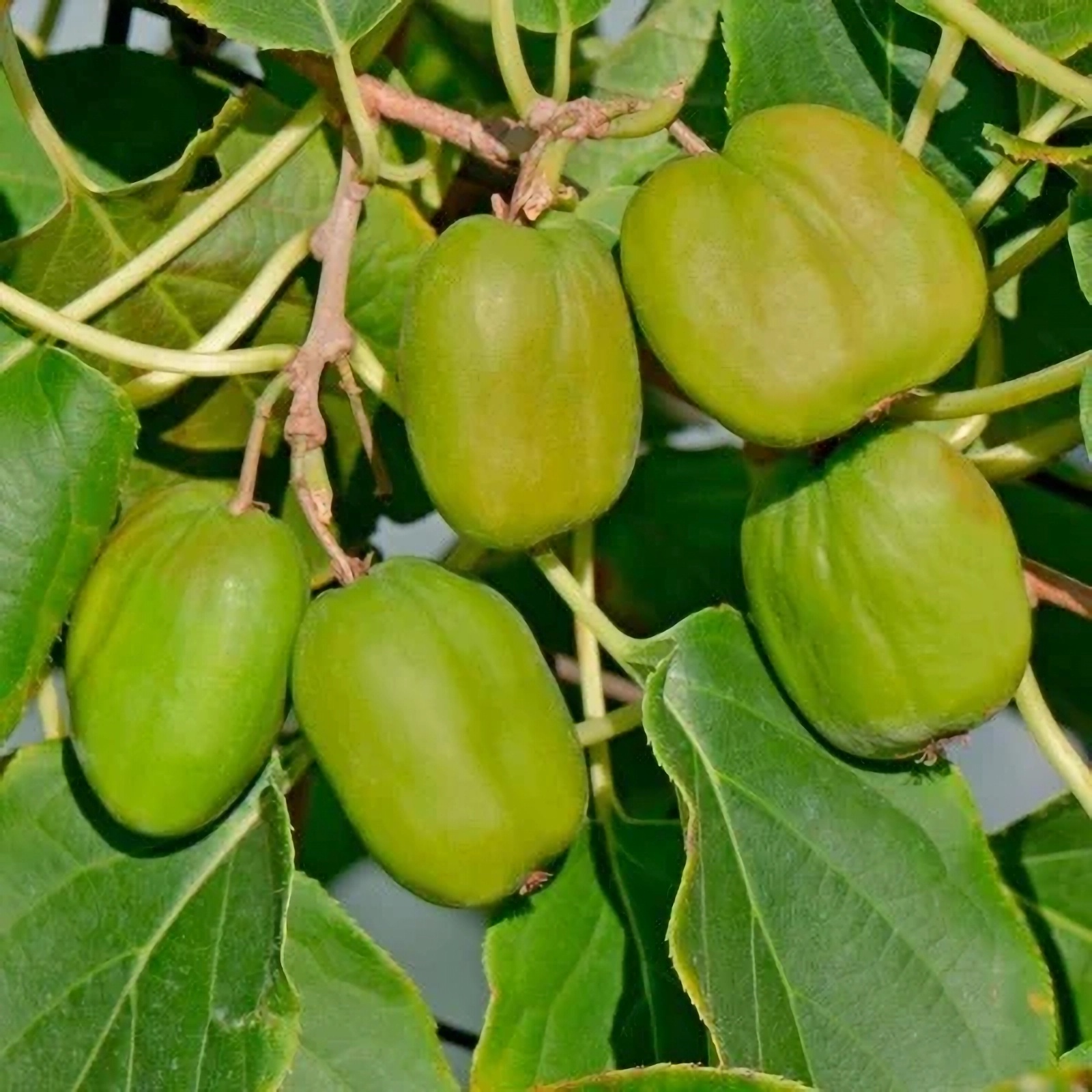 Превью изображения