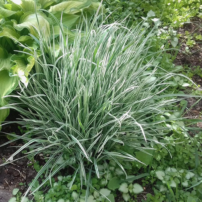 Превью изображения