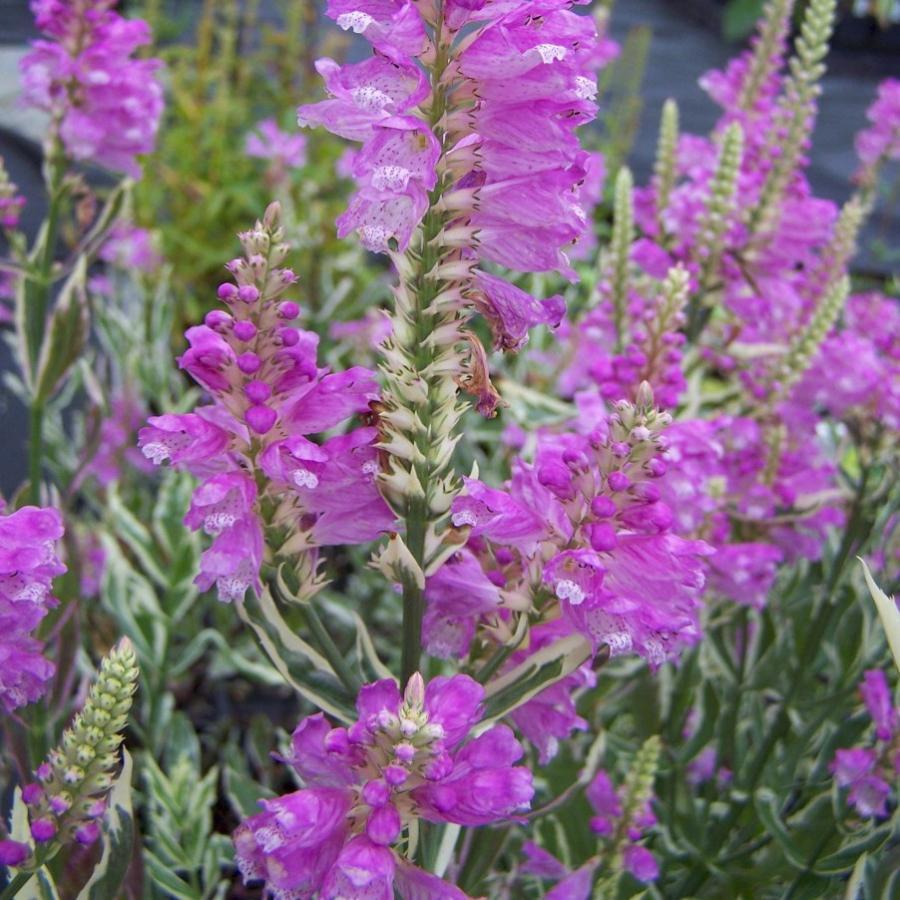 Превью изображения