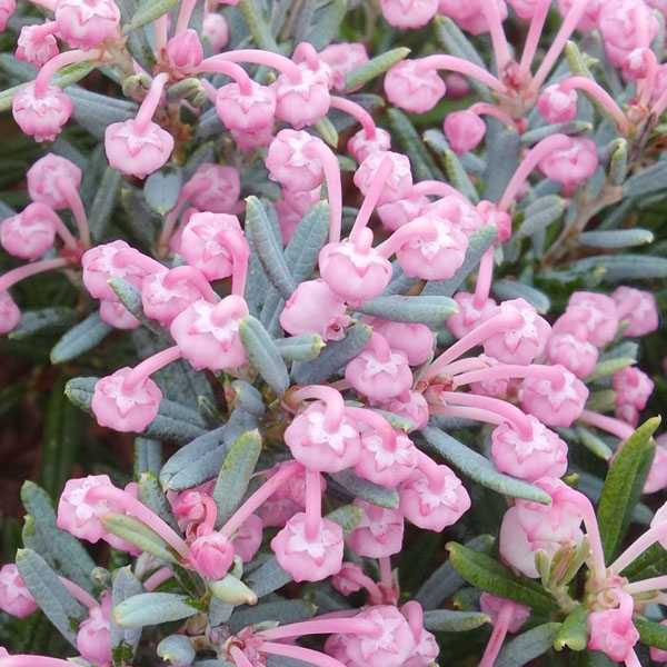 Превью изображения