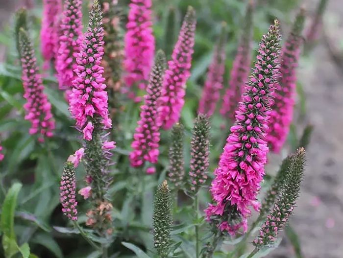 Превью изображения