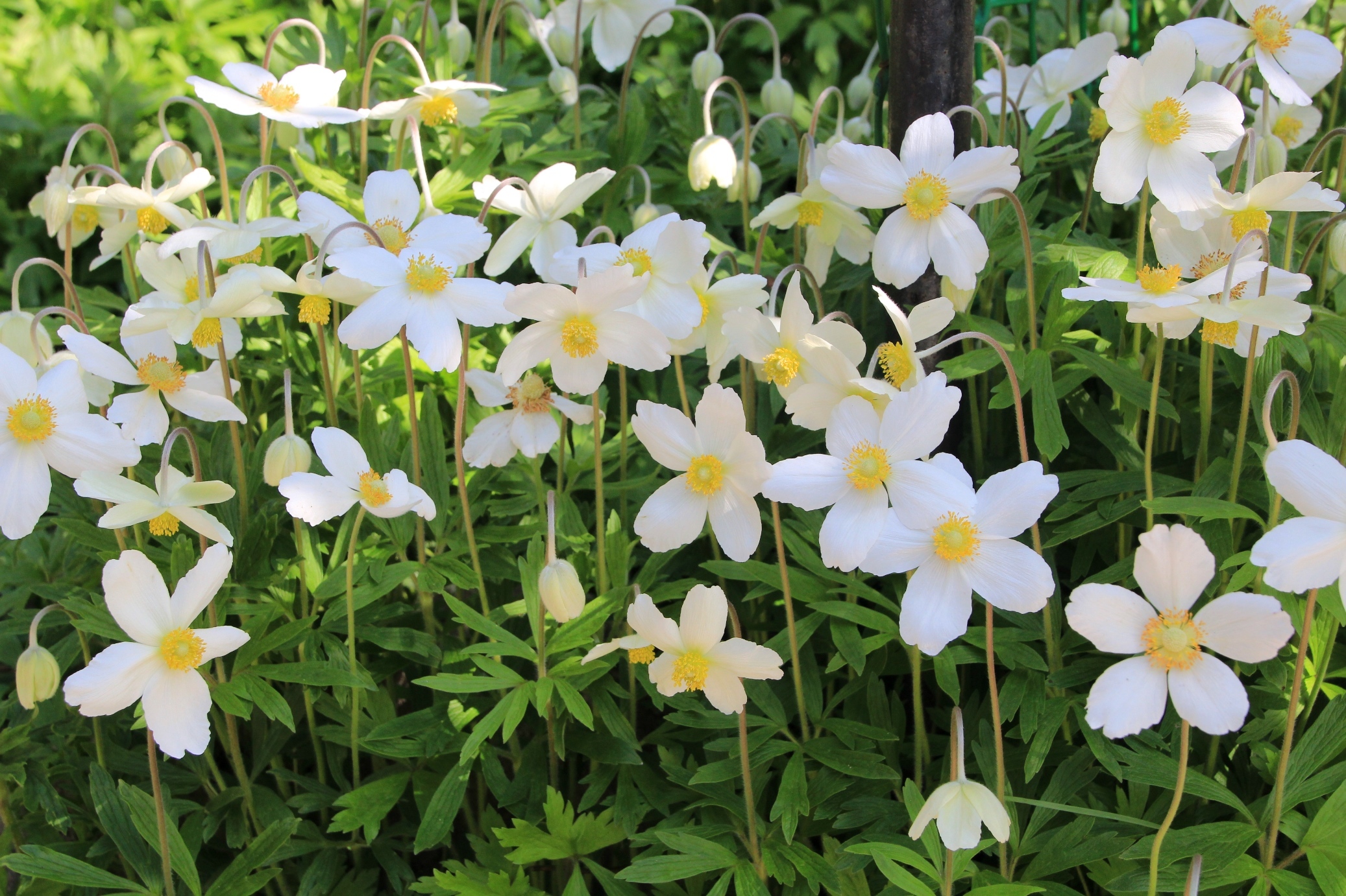 Превью изображения