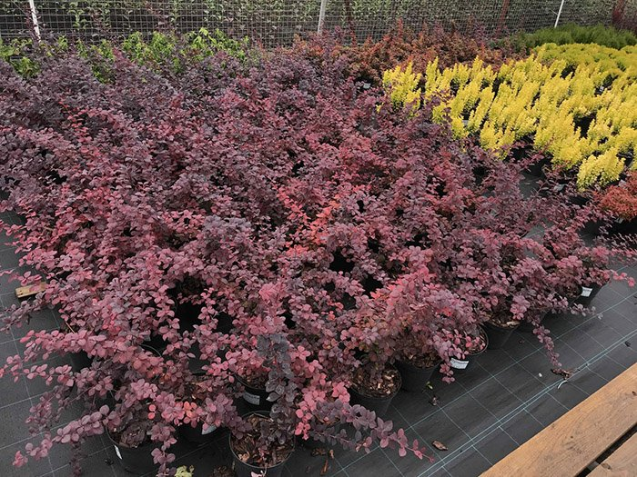 Превью изображения