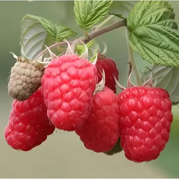 Превью изображения