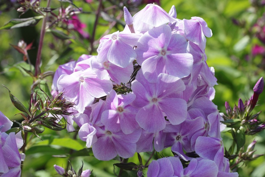 Превью изображения