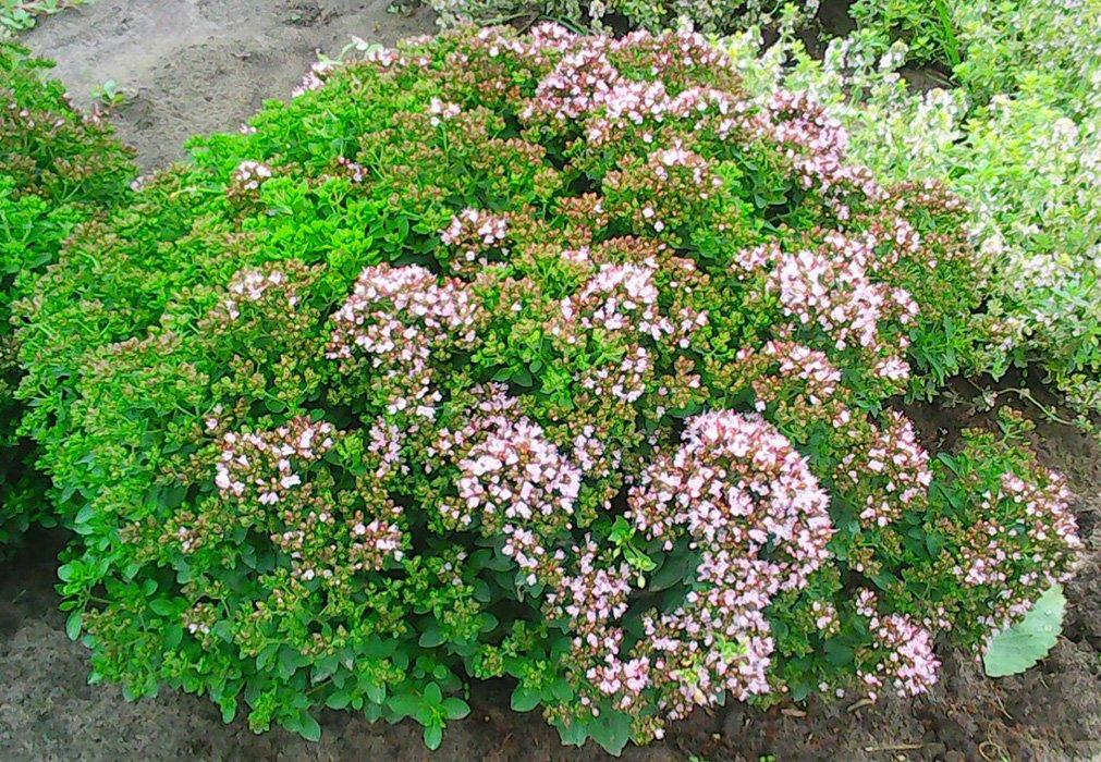 Превью изображения