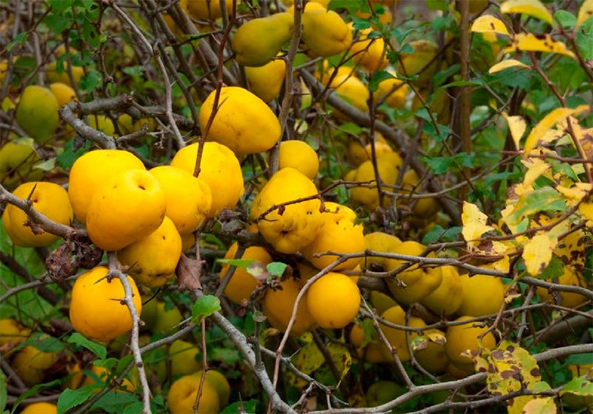 Превью изображения