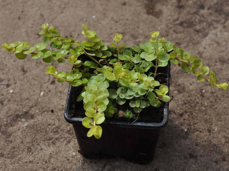 Превью изображения