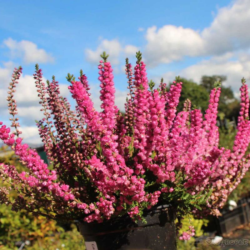 Превью изображения