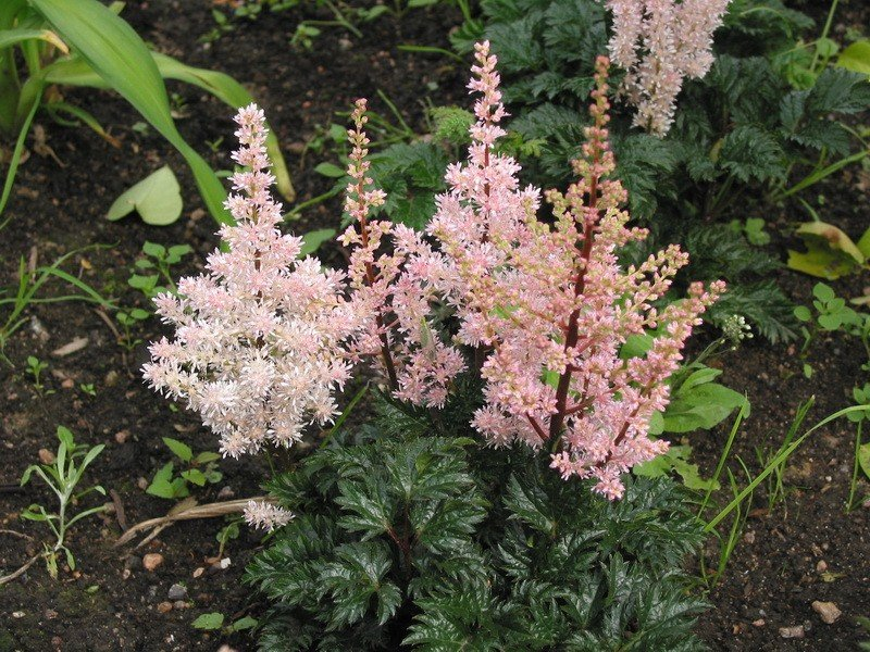 Превью изображения