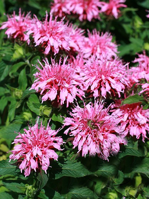 Превью изображения