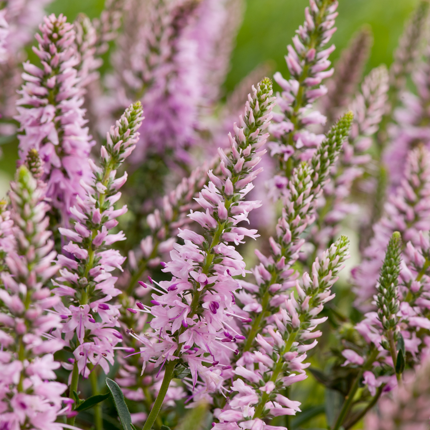 Превью изображения