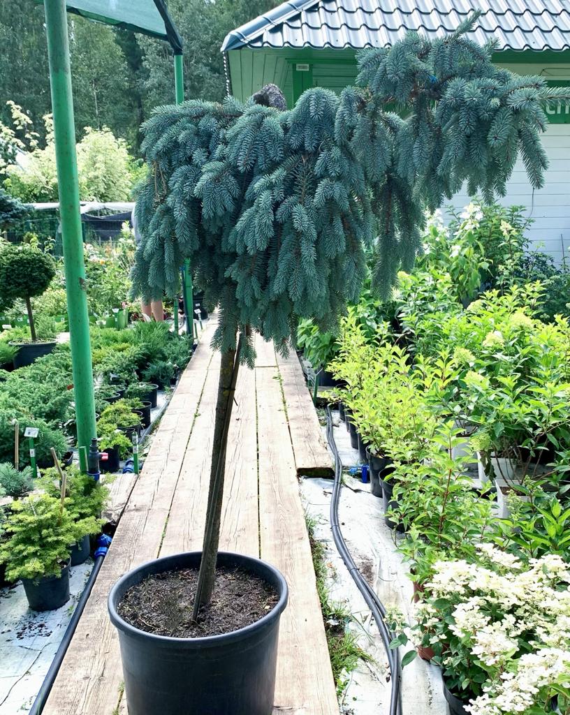 Превью изображения