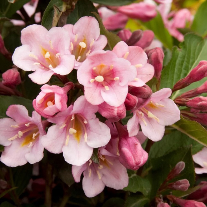 Превью изображения