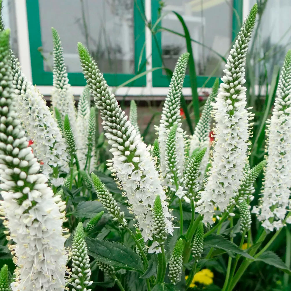 Превью изображения