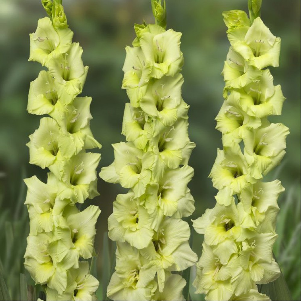 Превью изображения