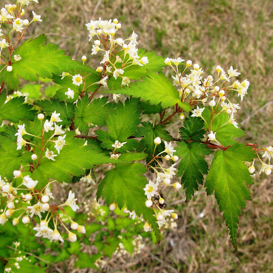 Превью изображения