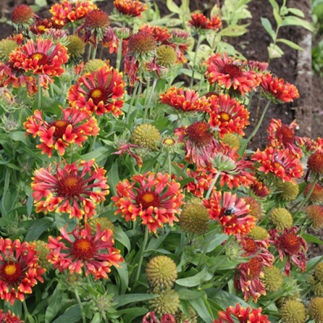 Превью изображения