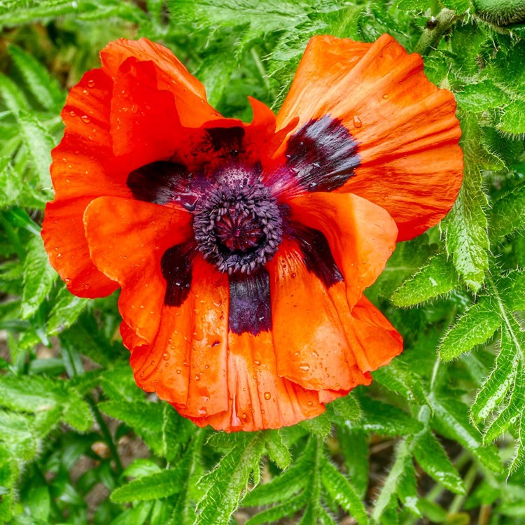 Превью изображения