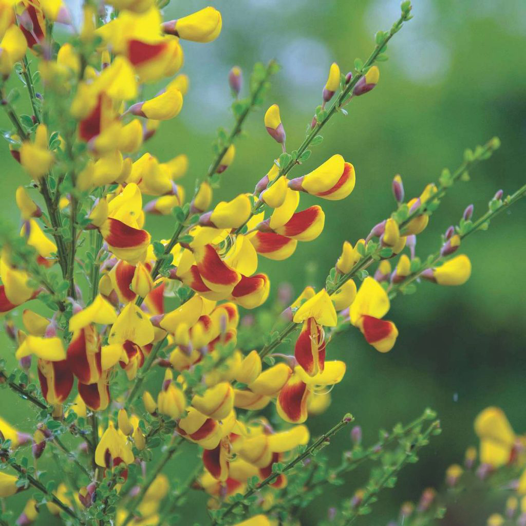 Превью изображения