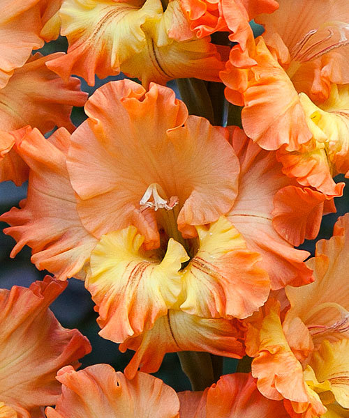 Превью изображения