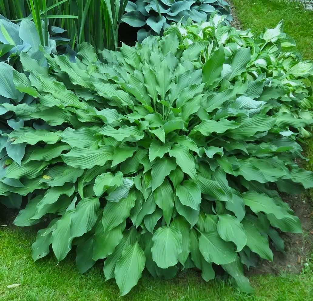 Превью изображения