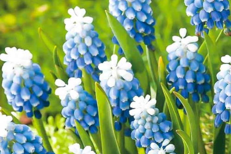 Превью изображения