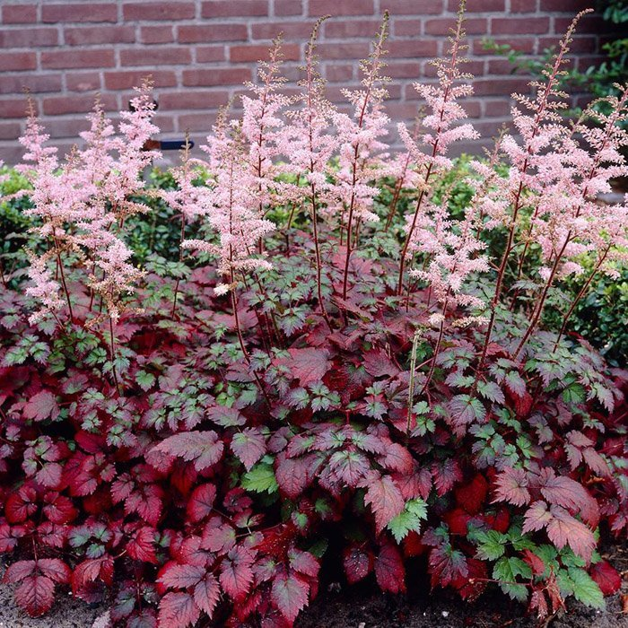 Превью изображения