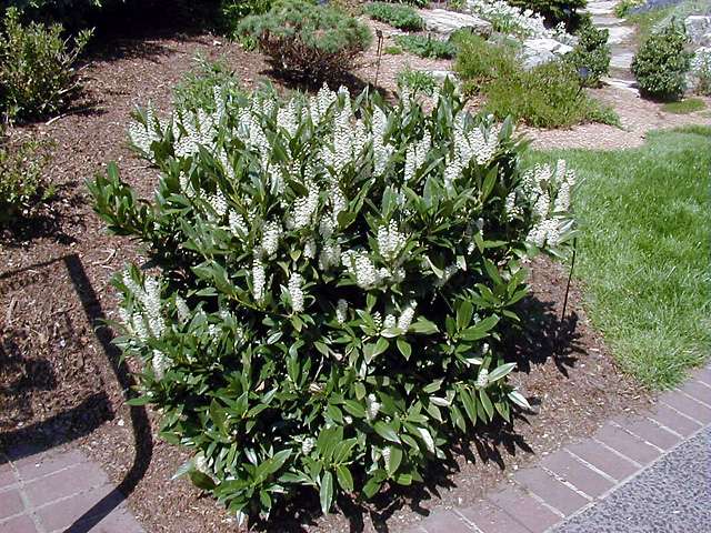 Превью изображения