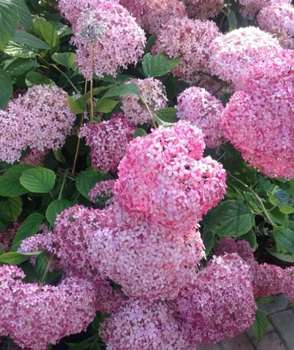 Превью изображения