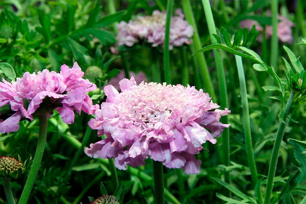 Превью изображения