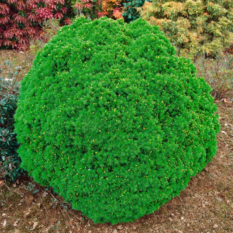 Превью изображения