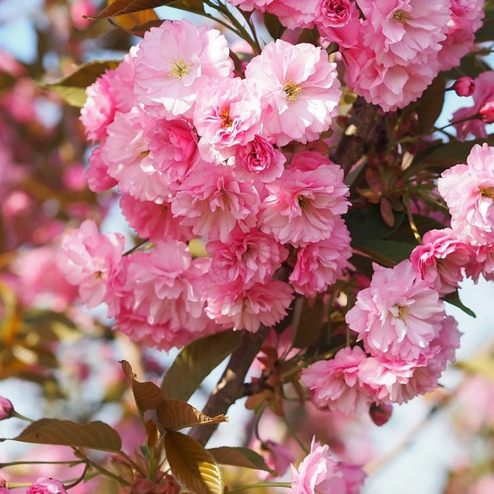 Превью изображения