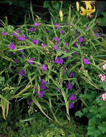 Превью изображения