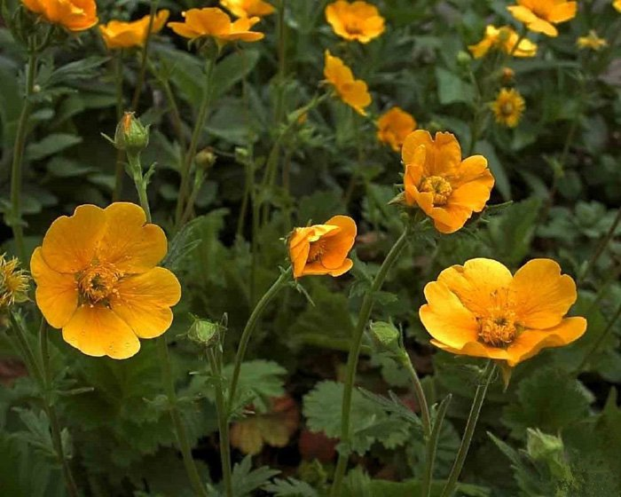 Превью изображения