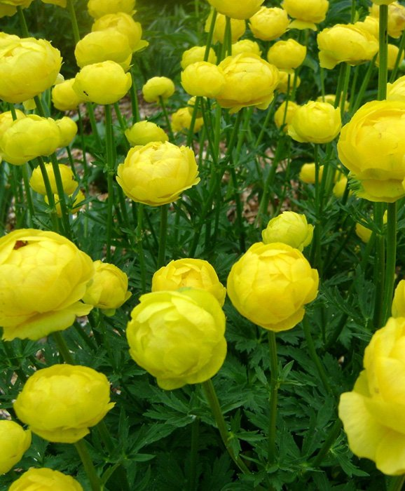 Превью изображения