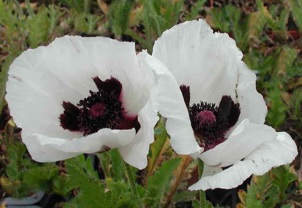 Превью изображения