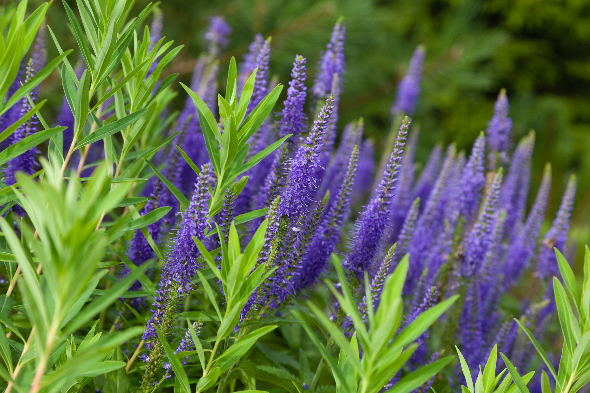 Превью изображения